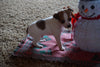Toy Fox Terrier/ Jack Russell Mix For Sale Aplle Creek, OH Male- Buddy