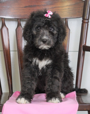 Bernedoodle (Standard) For Sale Loudenville, OH Female- Princess