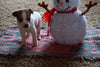 Toy Fox Terrier/ Jack Russell Mix For Sale Aplle Creek, OH Male- Buddy