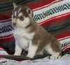 Siberian Husky For Sale Fredericksburg, OH Female - Raven