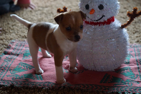 Toy Fox Terrier/ Jack Russell For Sale Apple Creek, OH Female- Dotty