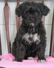 Bernedoodle (Standard) For Sale Loudenville, OH Female- Tiny