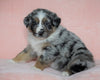 Australian Shepherd For Sale Baltic, OH Male - Dash -CHECK OUT OUR VIDEO-
