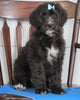 Bernedoodle (Standard) For Sale Loudenville, OH Male- Max