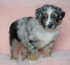 Australian Shepherd For Sale Baltic, OH Male - Dash -CHECK OUT OUR VIDEO-