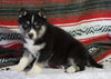 Siberian Husky For Sale Fredericksburg, OH Female - Riley
