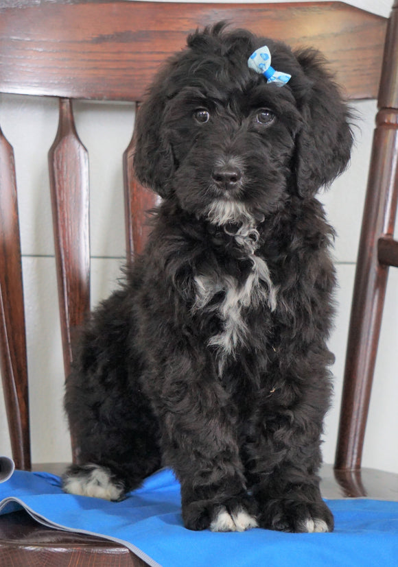 Bernedoodle (Standard) For Sale Loudenville, OH Male- Oliver