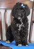 Bernedoodle (Standard) For Sale Loudenville, OH Male- Oliver