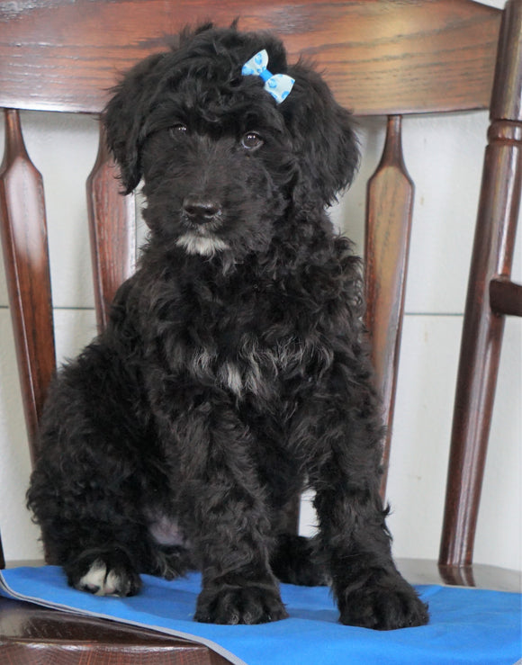 Bernedoodle (Standard) For Sale Loundenville, OH Male- Russel