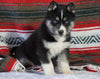 Siberian Husky For Sale Fredericksburg, OH Female - Riley