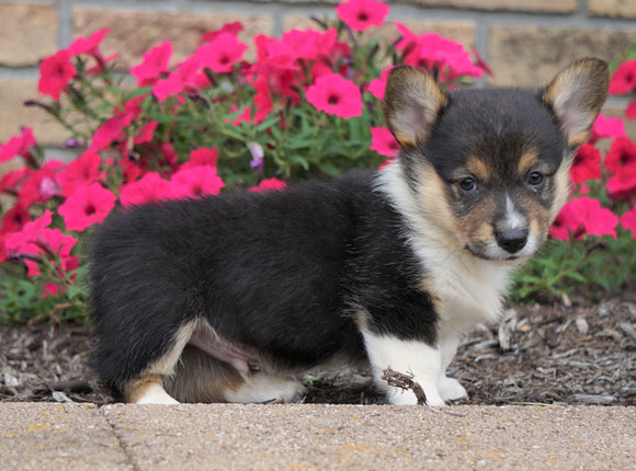 AKC Registered Pembroke Welsh Corgi For Sale Millersburg, OH Male- Earle