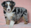 Australian Shepherd For Sale Baltic, OH Female - Holly -CHECK OUT OUR VIDEO-