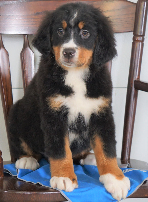 AKC Registered Bernese Mountain Dog For Sale Loudenville, OH Male- Jordan