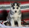 Siberian Husky For Sale Fredericksburg, OH Male - Ringo