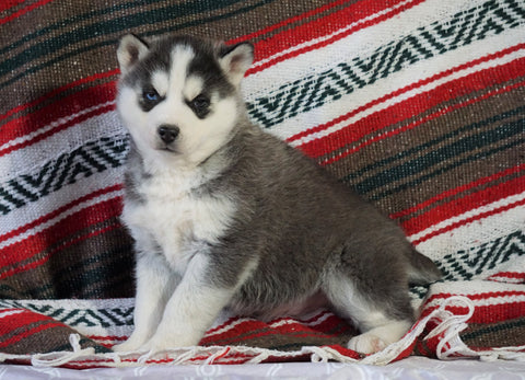 Siberian Husky For Sale Fredericksburg, OH Male - Ringo