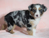 Australian Shepherd For Sale Baltic, OH Female - Holly -CHECK OUT OUR VIDEO-