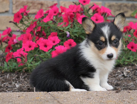 AKC Registered Pembroke Welsh Corgi For Sale Millersburg, OH Female- Queenie