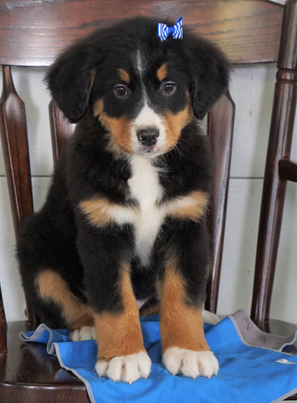 AKC Registered Bernese Mountain Dog For Sale Loudenville, OH Male- Cliff