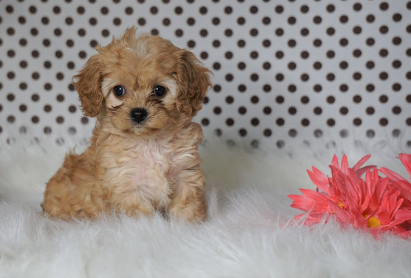 ICA Registered Cavapoo For Sale Fredericksburg, OH Female- Chloe