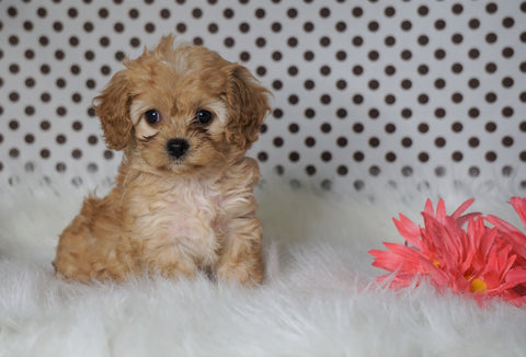 ICA Registered Cavapoo For Sale Fredericksburg, OH Female- Chloe