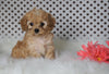 ICA Registered Cavapoo For Sale Fredericksburg, OH Female- Chloe