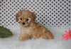 ICA Registered Cavapoo For Sale Fredericksburg, OH Female- Chloe