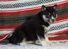 Siberian Husky For Sale Fredericksburg, OH Female - Reba