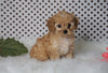 ICA Registered Cavapoo For Sale Fredericksburg, OH Female- Chloe