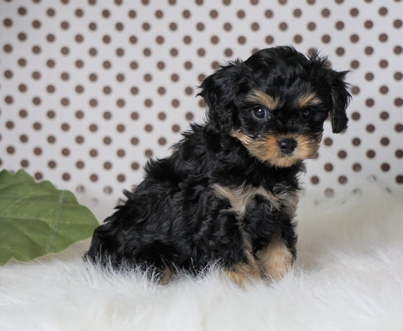 ICA Registered Cavapoo For Sale Fredericksburg, OH Female- Callie