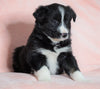 Australian Shepherd For Sale Baltic, OH Female - Joy -CHECK OUT OUR VIDEO-