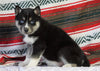 Siberian Husky For Sale Fredericksburg, OH Female - Reba