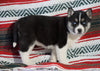 Siberian Husky For Sale Fredericksburg, OH Female - Remi