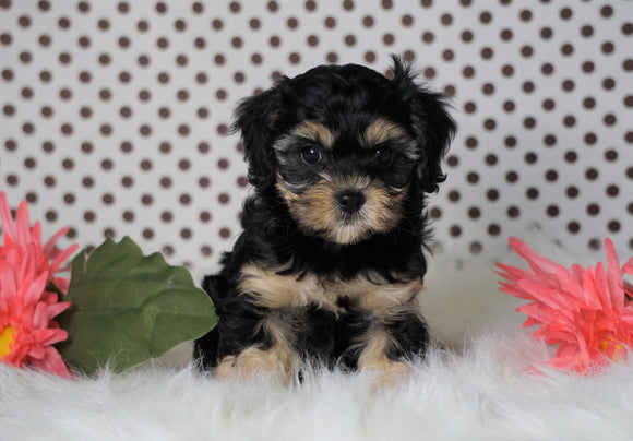 ICA Registered Cavapoo For Sale Fredericksburg, OH Male- Cole