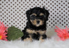 ICA Registered Cavapoo For Sale Fredericksburg, OH Male- Cole