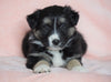 Australian Shepherd For Sale Baltic, OH Male - Dodger -CHECK OUT OUR VIDEO-