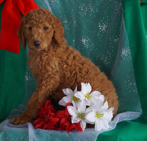 F1B Labradoodle For Sale Millersburg, OH Female- Chloe