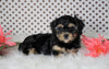 ICA Registered Cavapoo For Sale Fredericksburg, OH Male- Cole