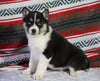 Siberian Husky For Sale Fredericksburg, OH Female - Remi