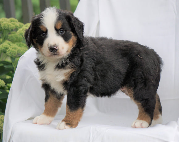 AKC Registered Bernese Mountain Dog For Sale Millersburg, OH Male- Hemmi