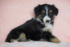 Australian Shepherd For Sale Baltic, OH Female - Skye -CHECK OUT OUR VIDEO-