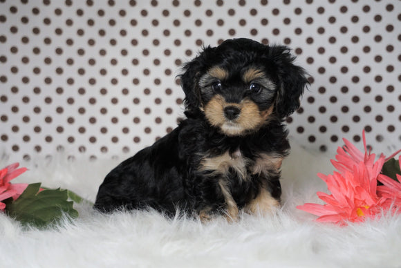 ICA Registered Cavapoo For Sale Fredericksburg, OH Male- Carzan