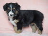 Australian Shepherd For Sale Baltic, OH Female - Skye -CHECK OUT OUR VIDEO-