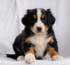 AKC Registered Bernese Mountain Dog For Sale Millersburg, OH Male- Bernie