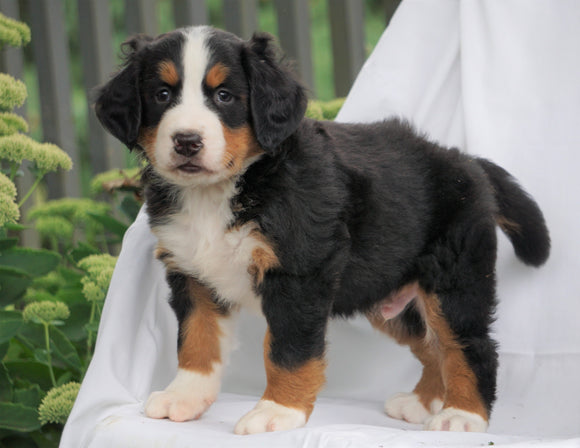 AKC Registered Bernese Mountain Dog For Sale Millersburg, OH Male- Bernie