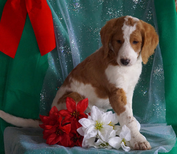 F1B Labradoodle For Sale Millersburg, OH Female- Carol