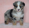 Australian Shepherd For Sale Baltic, OH Female - Princess -CHECK OUT OUR VIDEO-