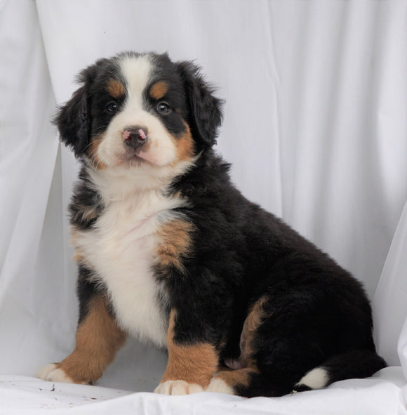 AKC Registered Bernese Mountain Dog For Sale Millersburg, OH Male- Ricky