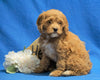 F1B Mini Goldendoodle For Sale Holmesville, OH Female - Snuggles