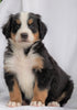 AKC Registered Bernese Mountain Dog For Sale Millersburg, OH Male- Russel