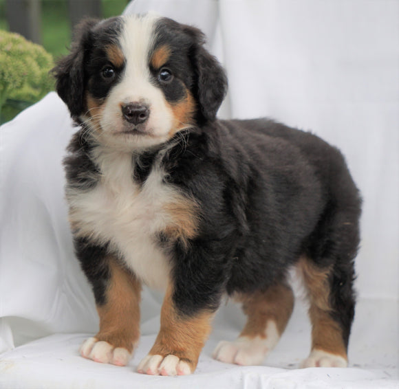 AKC Registered Bernese Mountain Dog For Sale Millersburg, OH Male- Russel